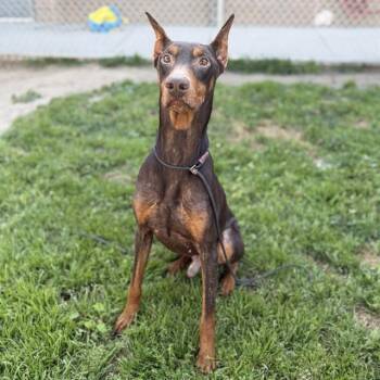 RUSTY -  Doberman Pinscher Dog for Adoption in Modesto, California - RUSTY | PetCurious