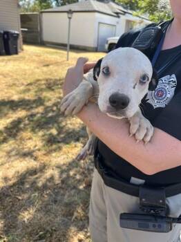 COW -  Pit Bull Terrier and Mixed Breed Dog for Adoption in Oklahoma City, Oklahoma - COW | PetCurious