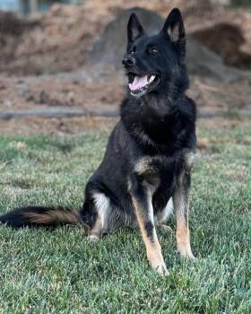 Ada -  German Shepherd Dog Dog for Adoption in Union Gap, Washington - Ada | PetCurious