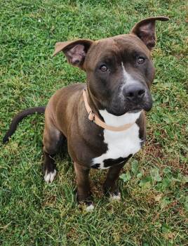 Rescue Pit Bull Terrier Dogs for Adoption in Fairfield, Iowa - Rusty | PetCurious