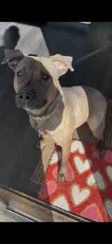 Mixed Breed Dogs Available for Adoption - Jasmine | PetCurious