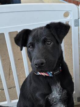 Rook -  Black Labrador Retriever Dog for Adoption in Sioux City, Iowa - Rook | PetCurious