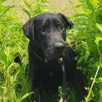 Rescue Mixed Breed Dogs for Adoption in Cooperstown, New York - Poncho | PetCurious