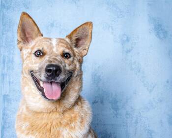 Russel -  Australian Cattle Dog Blue Heeler Dog for Adoption in Houston, Texas - Russel | PetCurious