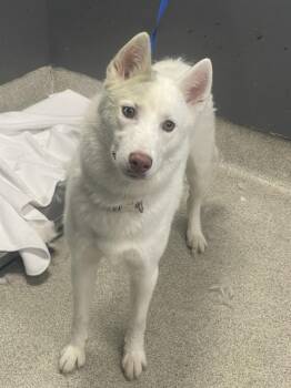 ELSA -  Siberian Husky and Mixed Breed Dog for Adoption in Tallahassee, Florida - ELSA | PetCurious