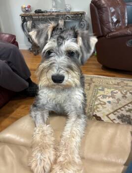 Ace -  Schnauzer Dog for Adoption in Taunton, Massachusetts - Ace | PetCurious
