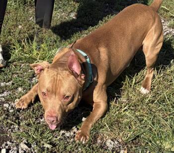 Smores -  Pit Bull Terrier Dog for Adoption in Mckeesport, Pennsylvania - Smores | PetCurious