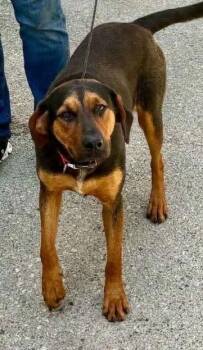 Nala Nilla -  Hound Dog for Adoption in Waunakee, Wisconsin - Nala Nilla | PetCurious