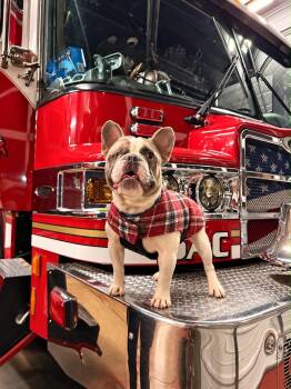 Dasher -  French Bulldog Dog for Adoption in Penryn, California - Dasher | PetCurious