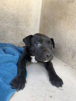 Pit Bull Terrier and Mixed Breed Dogs Available for Adoption in Oklahoma City, Oklahoma - A473312 | PetCurious