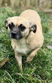 Rescue Chiweenie Dogs for Adoption in Lexington, Kentucky - Lucy & Ethel | PetCurious