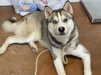 Siberian Husky Dogs Available for Adoption in Bolivar, Missouri - Bolt | PetCurious
