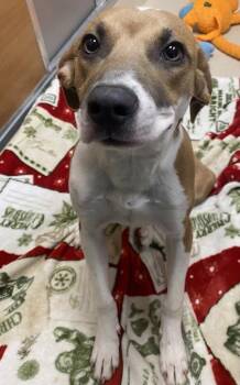 Rescue Terrier Dogs for Adoption in Gloucester, Massachusetts - Annie | PetCurious