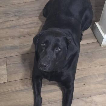 Sasha -  Black Labrador Retriever Dog for Adoption in West Palm Beach, Florida - Sasha | PetCurious