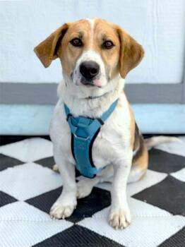 Basset Hound and Mixed Breed Dogs Available for Adoption in Savage, Minnesota - Hank | PetCurious