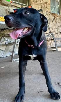 Briar Rose -  Labrador Retriever Dog for Adoption in Joshua, Texas - Briar Rose | PetCurious