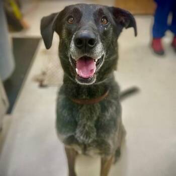 Dutch Shepherd Dogs Available for Adoption in Columbia, Maryland - Annie- #51112 | PetCurious