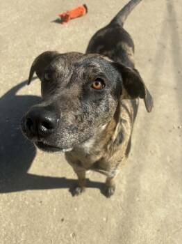 Catahoula Leopard Dog Dogs Available for Adoption - Dynasty | PetCurious