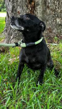 Lena -  Chihuahua Dog for Adoption in Panama City, Florida - Lena | PetCurious