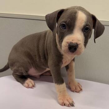 Jasper -  Terrier Dog for Adoption in Tampa, Florida - Jasper | PetCurious