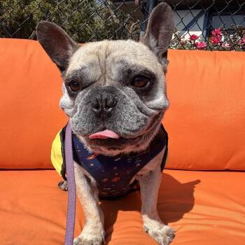 Stewie -  French Bulldog Dog for Adoption in Northbrook, Illinois - Stewie | PetCurious