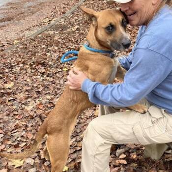 Mixed Breed Dogs Available for Adoption in Columbus, Georgia - Zuri 6851 | PetCurious