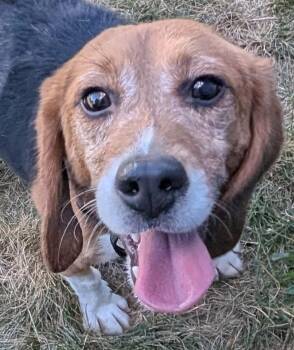 Twitch -  Beagle Dog for Adoption in South Plainfield, New Jersey - Twitch | PetCurious