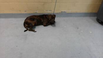 RIBEYE -  Boxer and Mixed Breed Dog for Adoption in Tulsa, Oklahoma - RIBEYE | PetCurious