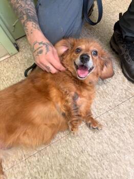 Lucy -  Shih Tzu and Dachshund Dog for Adoption in Warren, Pennsylvania - Lucy | PetCurious