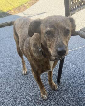 Papaya* -  Whippet Dog for Adoption in Brooklyn Center, Minnesota - Papaya* | PetCurious