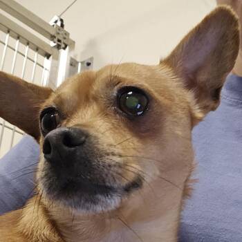 Chihuahua Dogs Available for Adoption in Sonoma, California - Potato Chip - Coming Soon | PetCurious