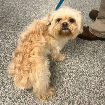 Shih Tzu Dogs Available for Adoption in Manassas, Virginia - Gravy (ID 51155/1305) | PetCurious