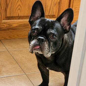 Scottie -  French Bulldog Dog for Adoption in Chico, California - Scottie | PetCurious
