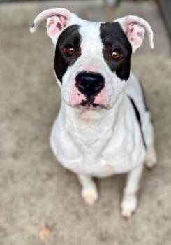 Pit Bull Terrier Dogs Available for Adoption - Kelly | PetCurious