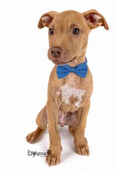 Rescue Boston Terrier and Staffordshire Bull Terrier Dogs for Adoption in Newport Beach, California - Bowie | PetCurious