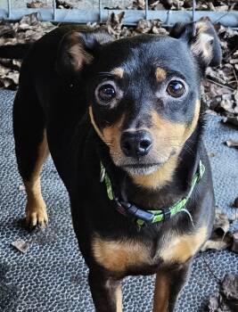 Lugnut -  Miniature Pinscher Dog for Adoption in Martinsville, Indiana - Lugnut | PetCurious