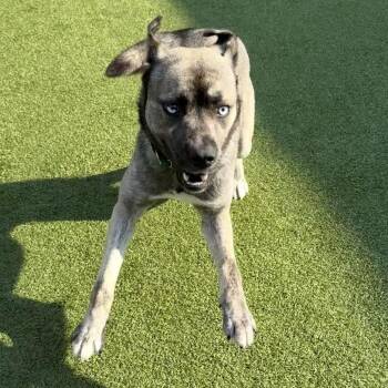 Pit Bull Terrier and Husky Dogs Available for Adoption - Griffin | PetCurious