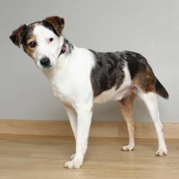 Cattle Dog and Mixed Breed Dogs Available for Adoption in Minnetonka, Minnesota - Wally D69327 | PetCurious