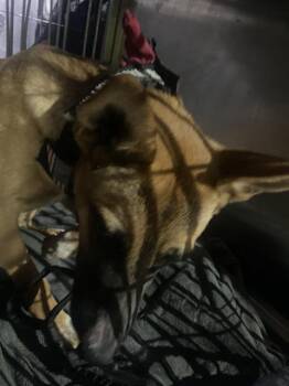Mixed Breed Dogs Available for Adoption in Dallas, Texas - DEXTER | PetCurious