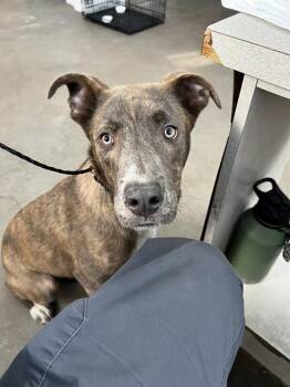 Mixed Breed Dogs Available for Adoption in Dallas, Texas - RAUL | PetCurious