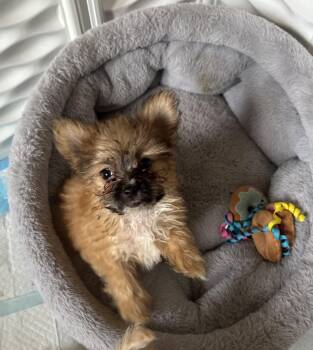Biscuit -  Pomeranian Dog for Adoption in Penryn, California - Biscuit | PetCurious