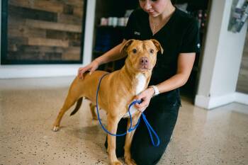 Moonie sweetest girl -  American Staffordshire Terrier and Rhodesian Ridgeback Dog for Adoption in Metairie, Louisiana - Moonie Sweetest Girl | PetCurious