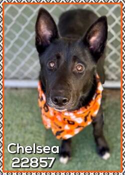 CHELSEA -  Shepherd Dog for Adoption in Marietta, Georgia - CHELSEA | PetCurious