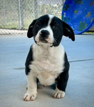 Poxi -  Corgi and Hound Dog for Adoption in Kalamazoo, Michigan - Poxi | PetCurious