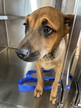 Hound Dogs Available for Adoption in Chula Vista, California - A271631 | PetCurious