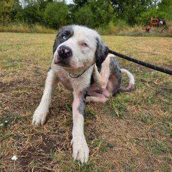 Kodi -  Mixed Breed Dog for Adoption in Duncan, Oklahoma - Kodi | PetCurious
