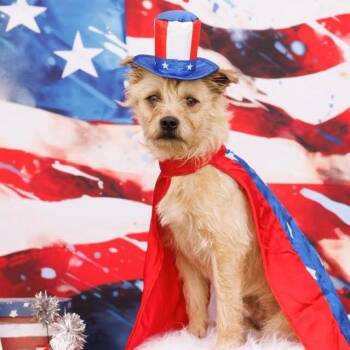 Jacks -  Wirehaired Terrier and Mixed Breed Dog for Adoption in Otisfield, Maine - Jacks | PetCurious