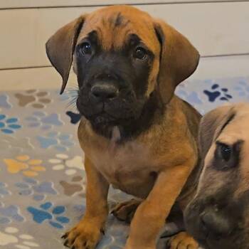 Samuel -  Mixed Breed Dog for Adoption in Brownsboro, Alabama - Samuel | PetCurious