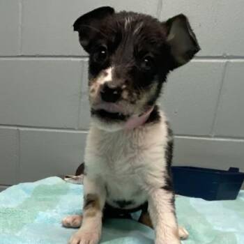 Ari -  Rat Terrier and Mixed Breed Dog for Adoption in Kansas City, Missouri - Ari | PetCurious