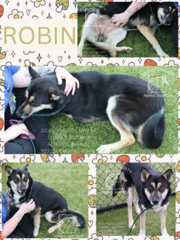 Shepherd and Mixed Breed Dogs Available for Adoption in Kenansville, North Carolina - Robin | PetCurious